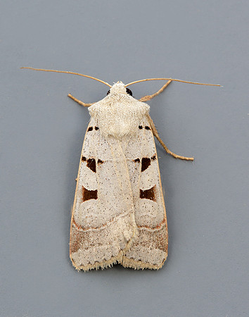 73.365 BF2117 Autumnal Rustic Eugnorisma glareosa