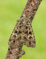 73.368 BF2136 Gothic Naenia typica