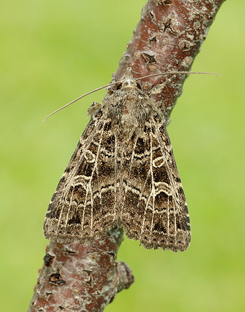 73.368 BF2136 Gothic Naenia typica