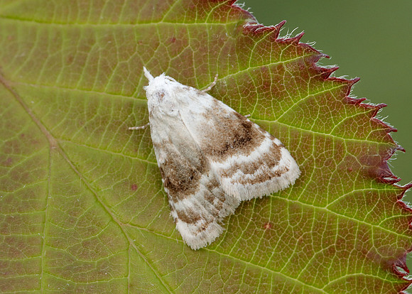 74.002 BF2076 Kent Black Arches Meganola albula