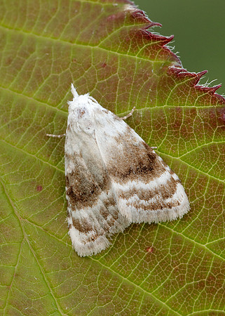 74.002 BF2076 Kent Black Arches Meganola albula