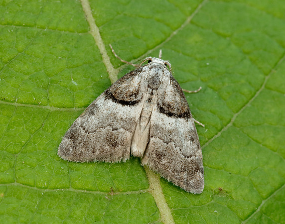 74.003 BF2077 Short-cloaked Moth Nola cucullatella