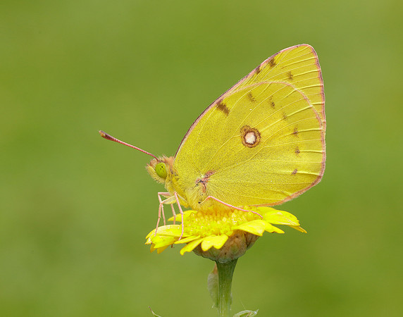 Clouded Yellow Colias croceus