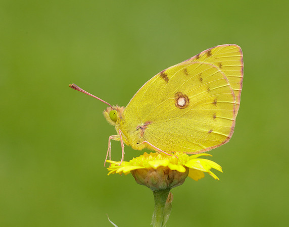 Clouded Yellow Colias croceus