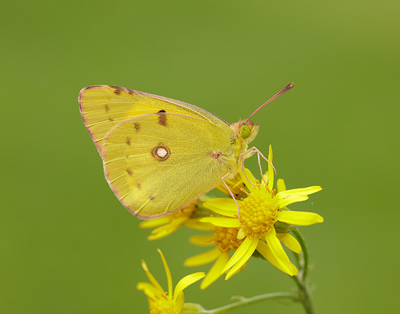 Clouded Yellow Colias croceus
