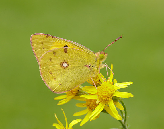 Clouded Yellow Colias croceus