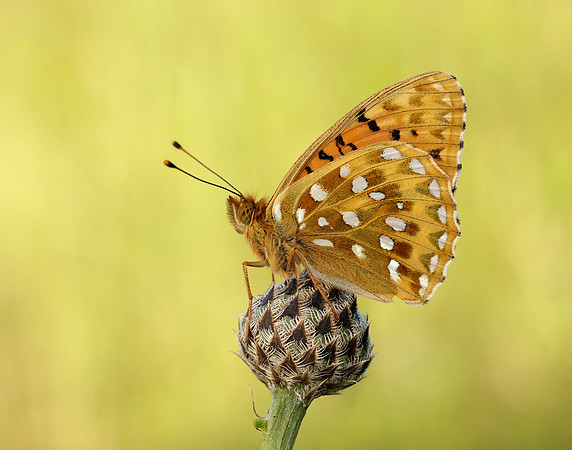 Dark Green Fritillary Speyeria aglaja