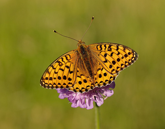 Dark Green Fritillary Speyeria aglaja