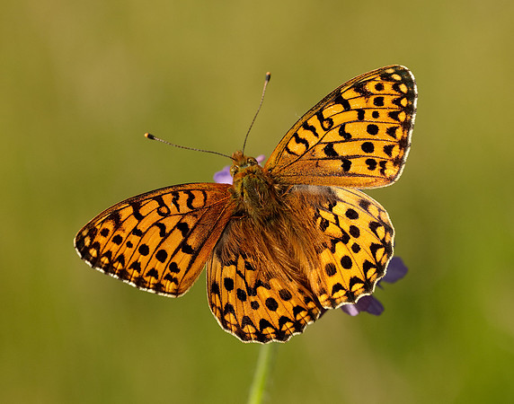 Dark Green Fritillary Speyeria aglaja