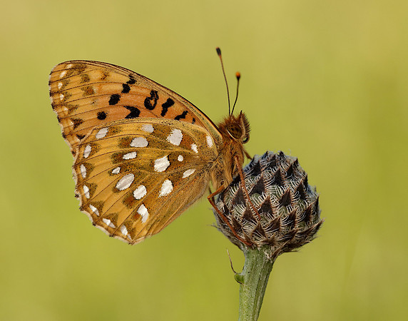 Dark Green Fritillary Speyeria aglaja