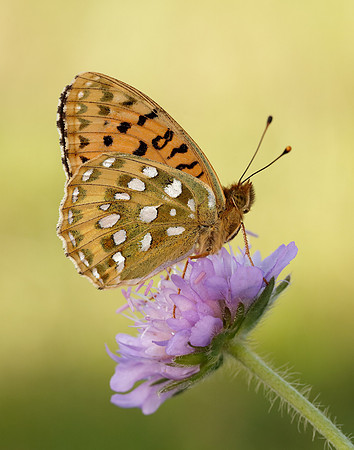 Dark Green Fritillary Speyeria aglaja
