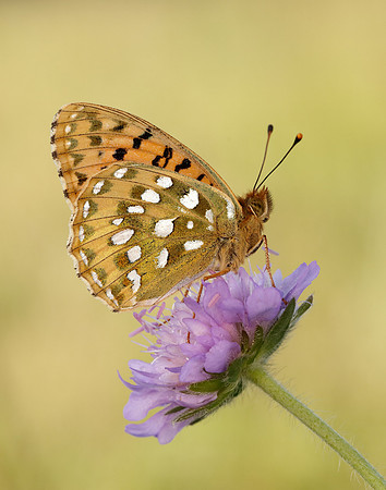 Dark Green Fritillary Speyeria aglaja