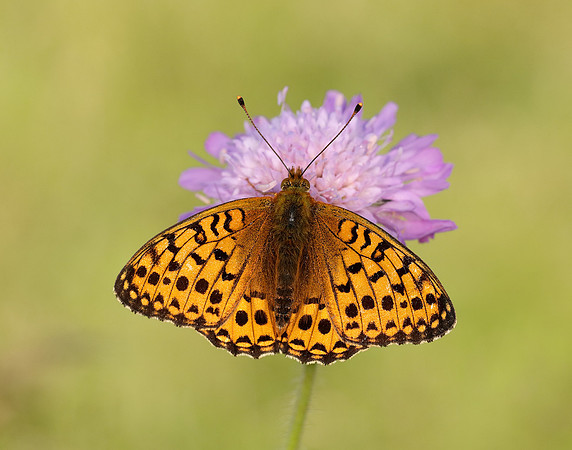 Dark Green Fritillary Speyeria aglaja