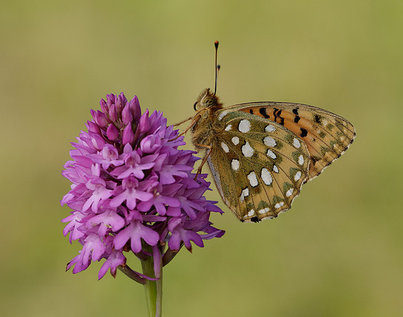 Dark Green Fritillary Speyeria aglaja