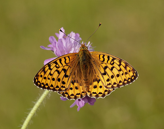 Dark Green Fritillary Speyeria aglaja