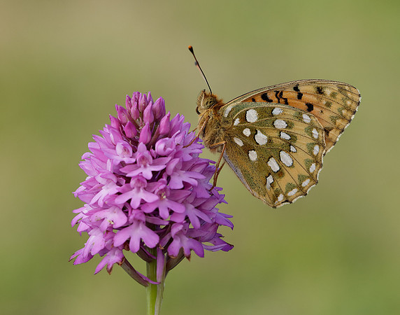 Dark Green Fritillary Speyeria aglaja