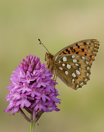 Dark Green Fritillary Speyeria aglaja
