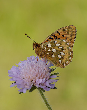 Dark Green Fritillary Speyeria aglaja