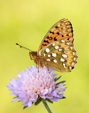 Dark Green Fritillary Speyeria aglaja