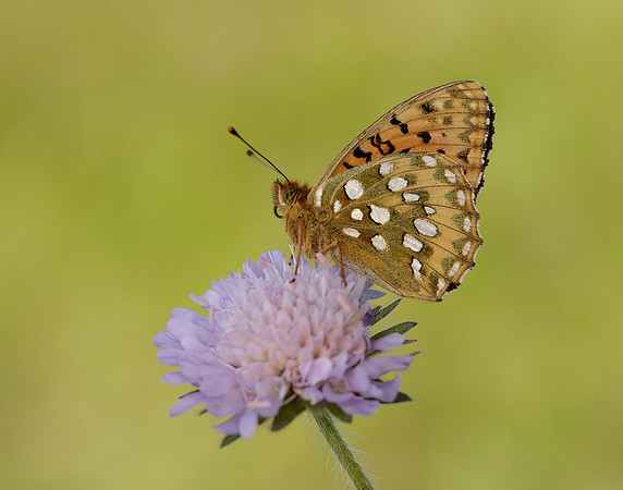 Dark Green Fritillary Speyeria aglaja