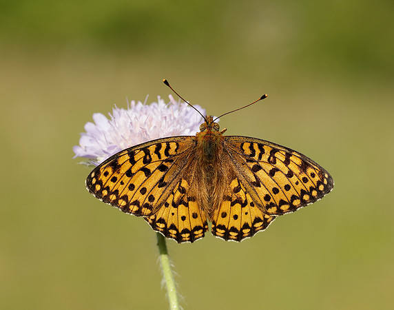Dark Green Fritillary Speyeria aglaja