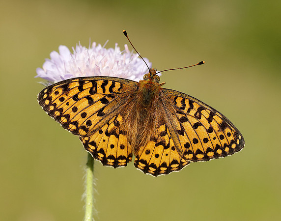 Dark Green Fritillary Speyeria aglaja