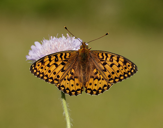 Dark Green Fritillary Speyeria aglaja