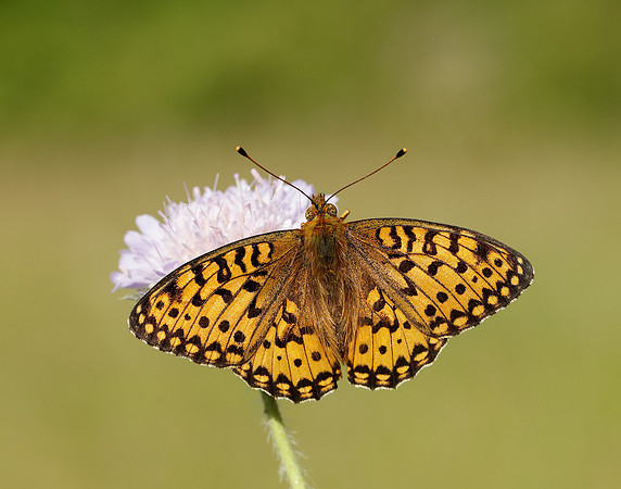 Dark Green Fritillary Speyeria aglaja