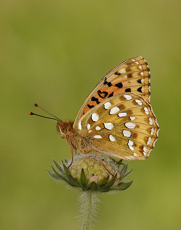 Dark Green Fritillary Speyeria aglaja