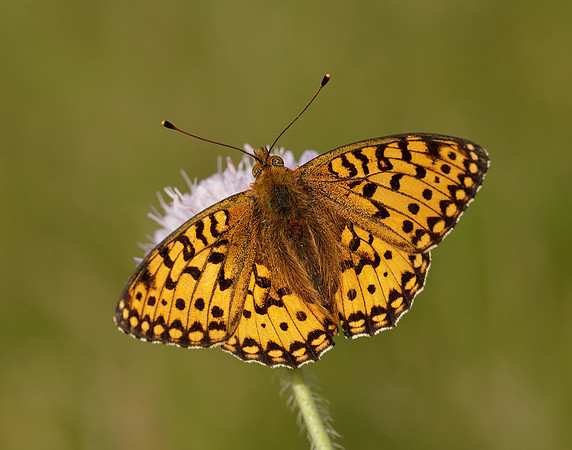 Dark Green Fritillary Speyeria aglaja