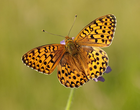Dark Green Fritillary Speyeria aglaja