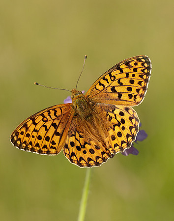 Dark Green Fritillary Speyeria aglaja