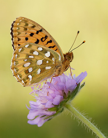 Dark Green Fritillary Speyeria aglaja