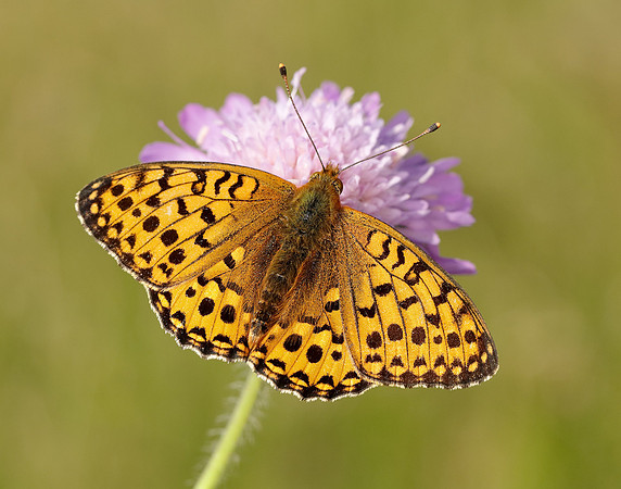 Dark Green Fritillary Speyeria aglaja