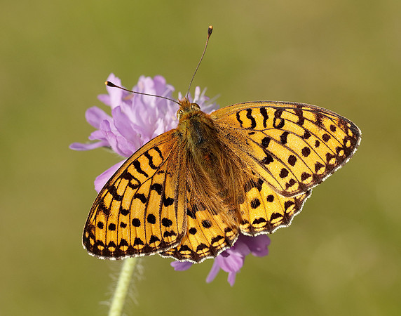 Dark Green Fritillary Speyeria aglaja