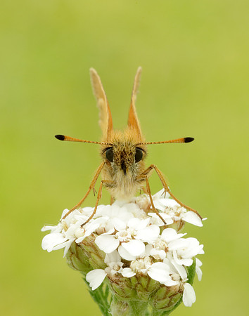 Essex Skipper Thymelicus lineola