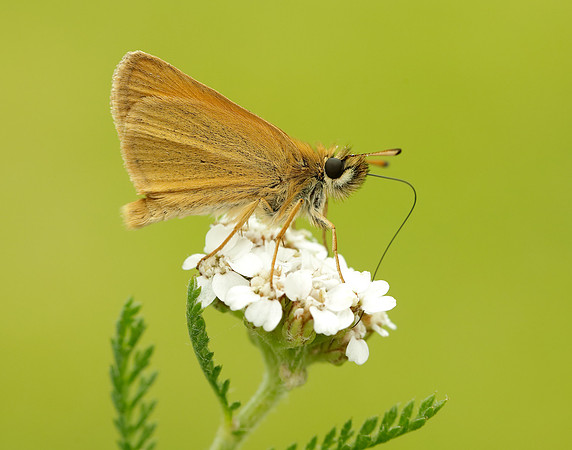 Essex Skipper Thymelicus lineola