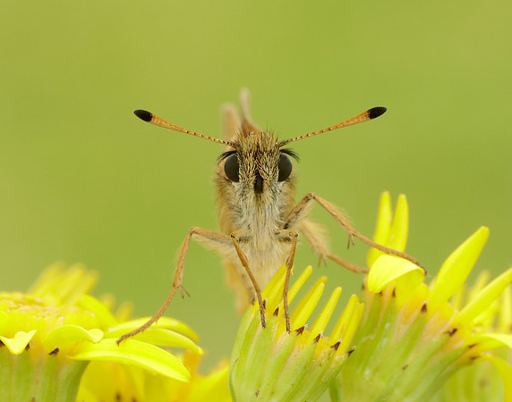 Essex Skipper Thymelicus lineola