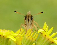 Essex Skipper Thymelicus lineola