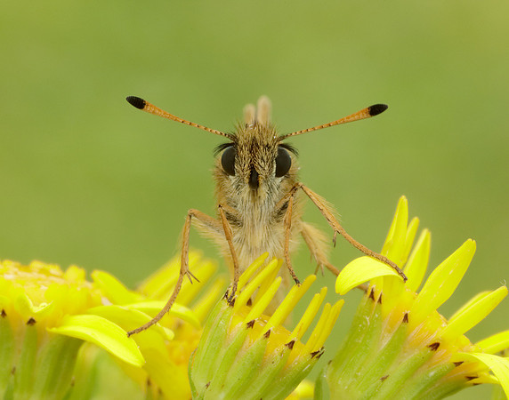 Essex Skipper Thymelicus lineola