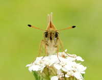 Essex Skipper Thymelicus lineola