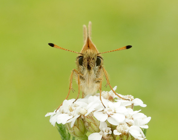 Essex Skipper Thymelicus lineola