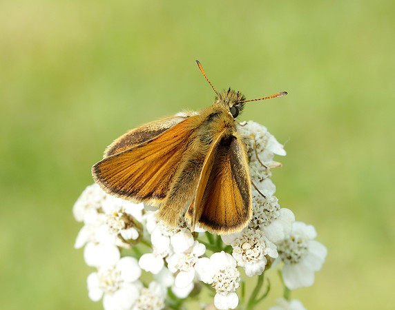 Essex Skipper Thymelicus lineola
