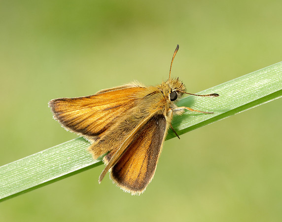 Essex Skipper Thymelicus lineola