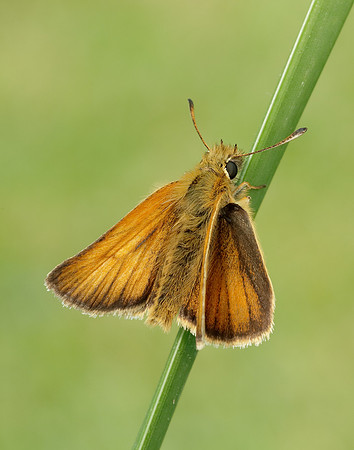 Essex Skipper Thymelicus lineola