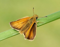 Essex Skipper Thymelicus lineola