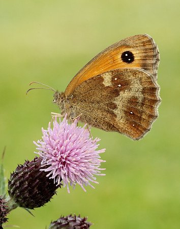 Gatekeeper Pyronia tithonus
