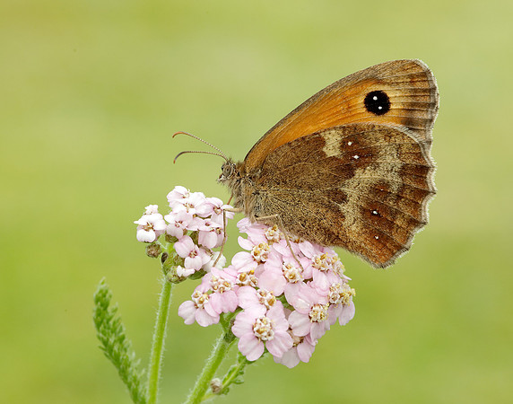 Gatekeeper Pyronia tithonus