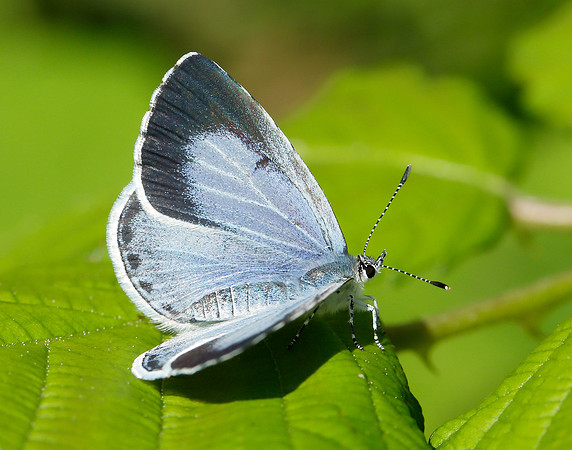 Holly Blue Celastrina argiolus