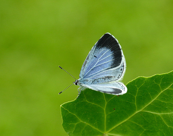 Holly Blue Celastrina argiolus